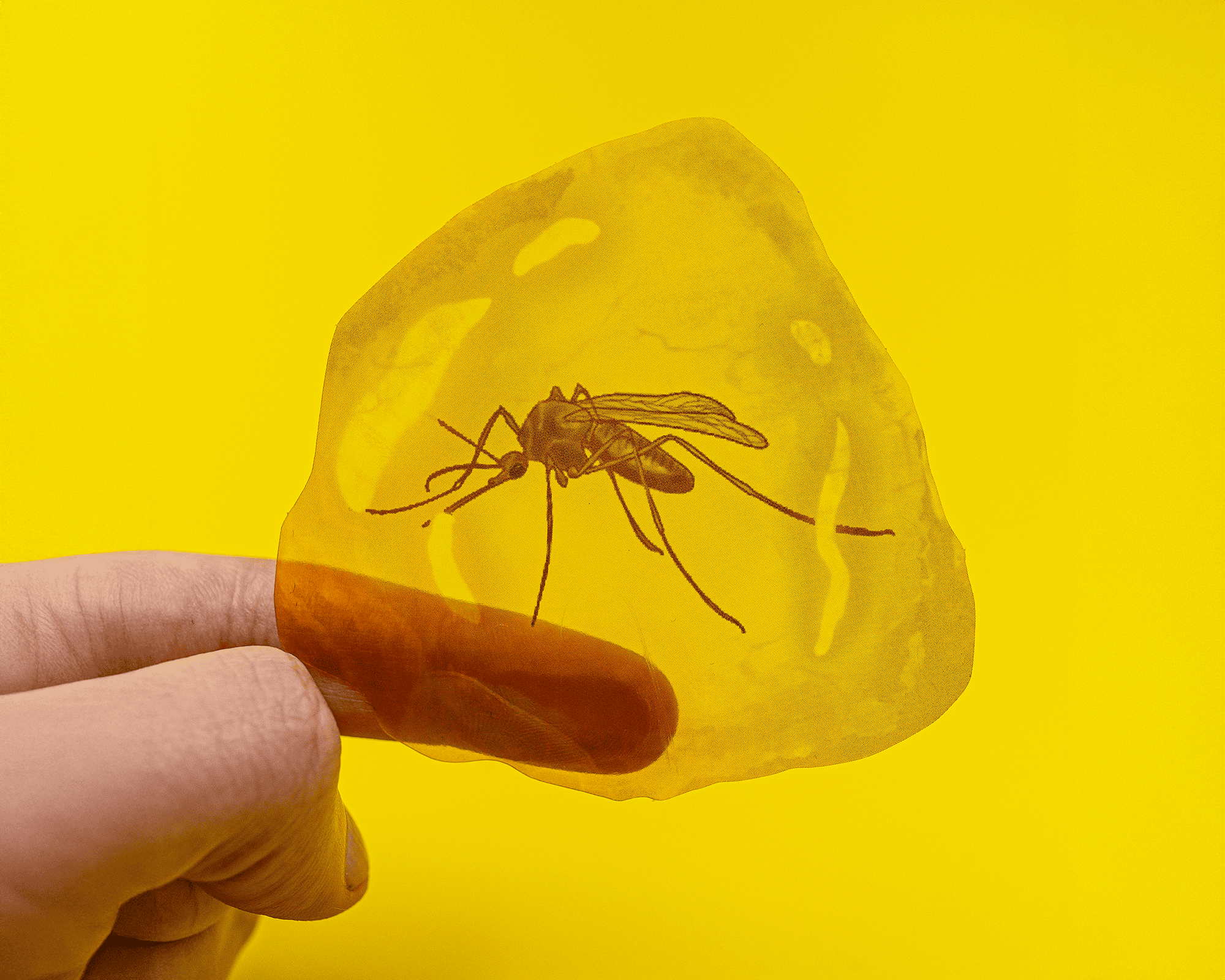 A hand holds a transparent sticker with a detailed mosquito illustration against a bright yellow background.
